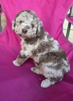 Cinnamon , a female Miniature Aussiedoodle for sale in Wills Point, TX – 7 of 7