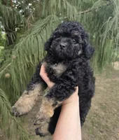 Deputy , a male Miniature Aussiedoodle for sale in Wills Point, TX – 6 of 9