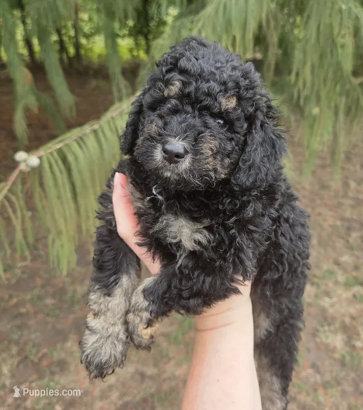 Diesel  – Miniature Aussiedoodle puppy for sale in Wills Point, TX