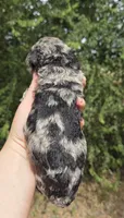Doc, a male Miniature Aussiedoodle for sale in Wills Point, TX – 5 of 7