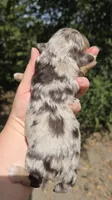 Duncan, a male Miniature Aussiedoodle for sale in Wills Point, TX – 7 of 9