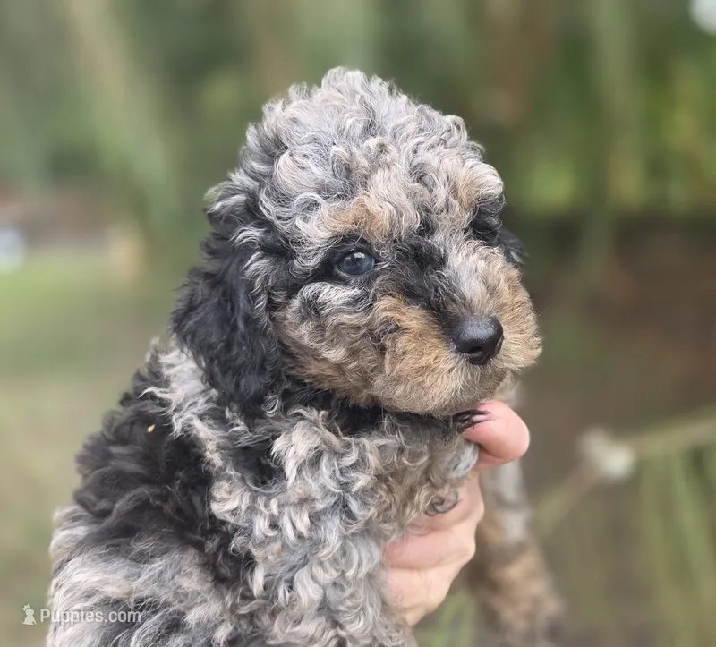 Doc – Miniature Aussiedoodle puppy for sale in Wills Point, TX