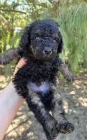 Duke, a male Miniature Aussiedoodle for sale in Wills Point, TX – 3 of 3