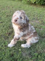 Cinnamon , a female Miniature Aussiedoodle for sale in Wills Point, TX – 4 of 7