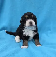 processed/b5793c85-8e0b-4740-87c0-dd175e3ca4d8/listing/1a5e4c6f-40a7-4da1-beb7-ccf5872a8df2/062e50e7-9e16-4faf-b00c-f201de2898d7