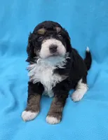 processed/b5793c85-8e0b-4740-87c0-dd175e3ca4d8/listing/1a5e4c6f-40a7-4da1-beb7-ccf5872a8df2/7295d471-2969-4332-b31e-9fa0a9dd644d