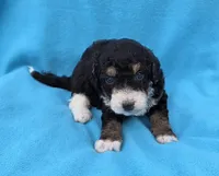 processed/b5793c85-8e0b-4740-87c0-dd175e3ca4d8/listing/1a5e4c6f-40a7-4da1-beb7-ccf5872a8df2/7d0ac6ae-8aaf-4b04-8c21-b7ba76d5b74e