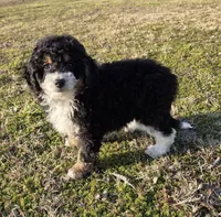 processed/b5793c85-8e0b-4740-87c0-dd175e3ca4d8/listing/1a5e4c6f-40a7-4da1-beb7-ccf5872a8df2/e9979433-5158-4fbf-bc9e-545994e6adf4