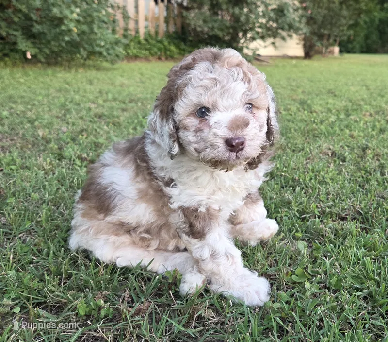 Cinnamon  – Miniature Aussiedoodle puppy for sale in Wills Point, TX