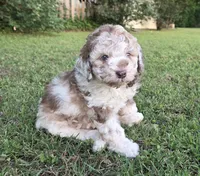 Cinnamon , a female Miniature Aussiedoodle for sale in Wills Point, TX – 1 of 7