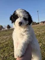 Boone, a male Miniature Aussiedoodle for sale in Wills Point, TX – Photo 1 of 9