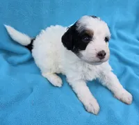 Boone, a male Miniature Aussiedoodle for sale in Wills Point, TX – Photo 3 of 9