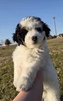 Boone, a male Miniature Aussiedoodle for sale in Wills Point, TX – Photo 7 of 9