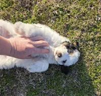 Boone, a male Miniature Aussiedoodle for sale in Wills Point, TX – Photo 9 of 9