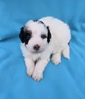 Boone, a male Miniature Aussiedoodle for sale in Wills Point, TX – Photo 5 of 9