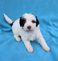 Boone, a male Miniature Aussiedoodle for sale in Wills Point, TX – Photo 4 of 9