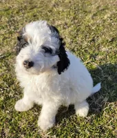 Boone, a male Miniature Aussiedoodle for sale in Wills Point, TX – Photo 8 of 9
