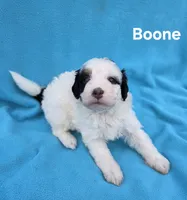 Boone, a male Miniature Aussiedoodle for sale in Wills Point, TX – Photo 2 of 9
