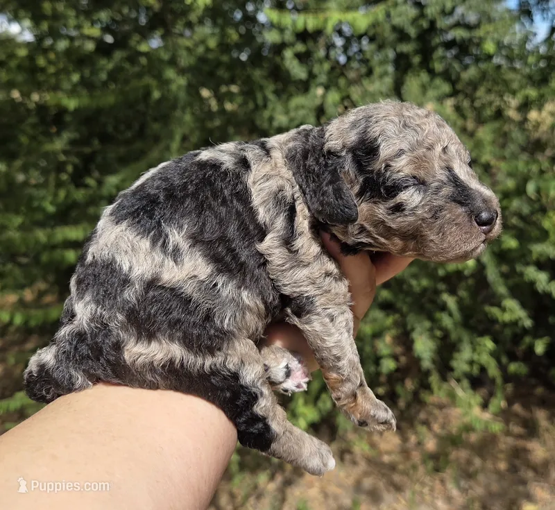 Doc – Miniature Aussiedoodle puppy for sale in Wills Point, TX