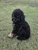 Deputy , a male Miniature Aussiedoodle for sale in Wills Point, TX – 7 of 9