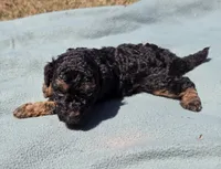 Dudley , a male Miniature Aussiedoodle for sale in Wills Point, TX – 4 of 5