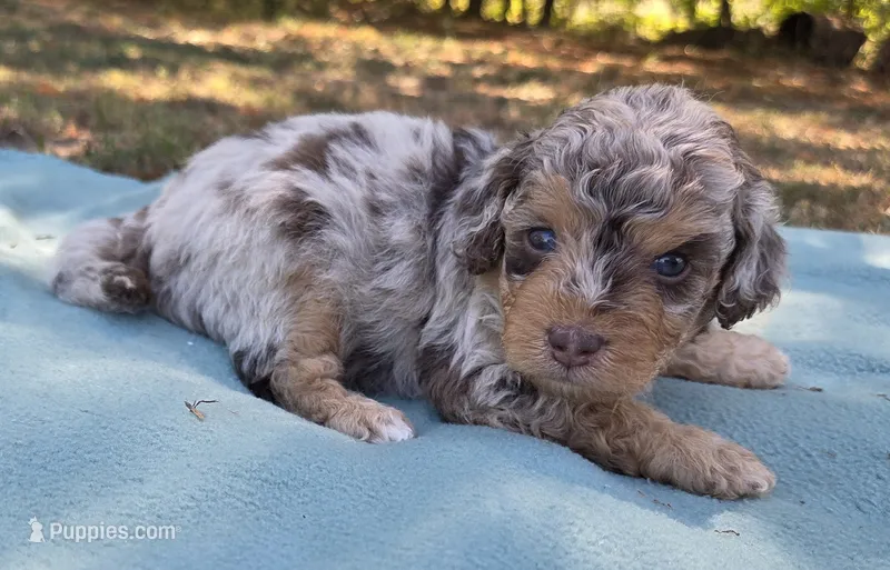 Duncan – Miniature Aussiedoodle puppy for sale in Wills Point, TX