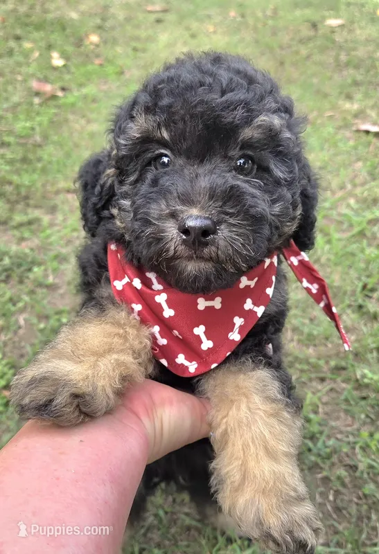 Deputy  – Miniature Aussiedoodle puppy for sale in Wills Point, TX