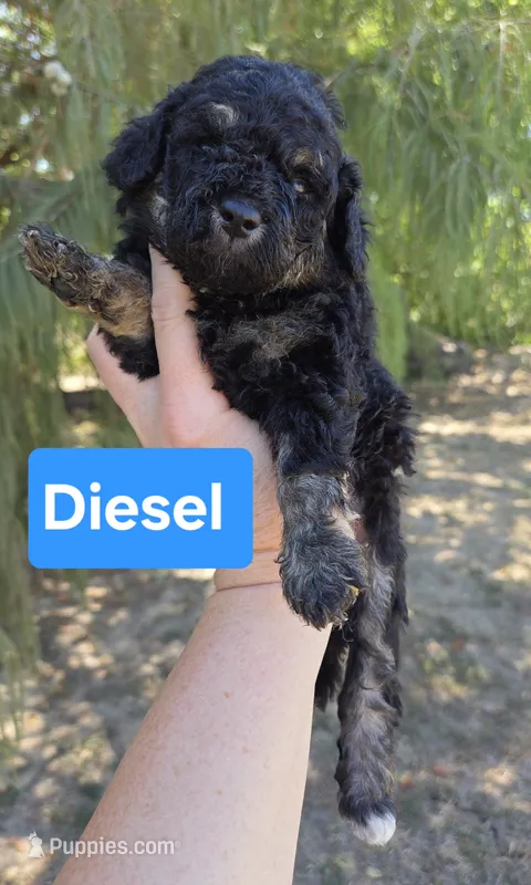 Diesel  – Miniature Aussiedoodle puppy for sale in Wills Point, TX