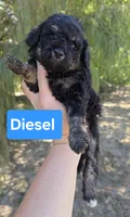 Diesel , a male Miniature Aussiedoodle for sale in Wills Point, TX – 1 of 4