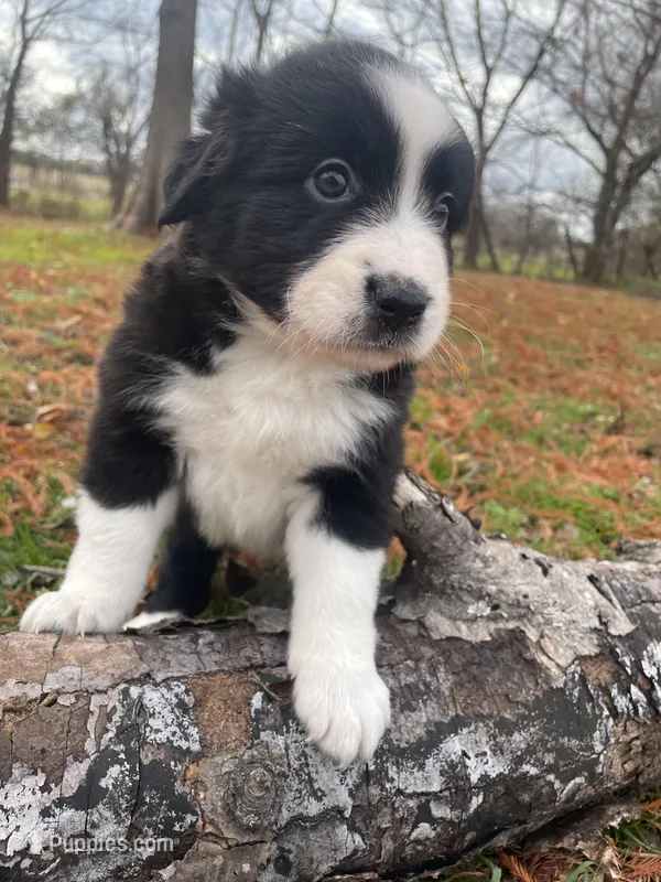 Black and white female, a female Miniature Australian Shepherd for sale in Wills Point, TX – Photo 1 of 4
