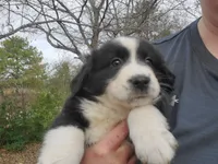 Black and white female, a female Miniature Australian Shepherd for sale in Wills Point, TX – Photo 2 of 4