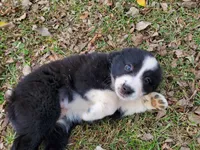 Black and white female, a female Miniature Australian Shepherd for sale in Wills Point, TX – Photo 3 of 4