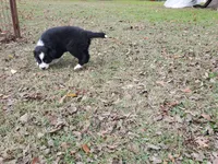 Black and white female, a female Miniature Australian Shepherd for sale in Wills Point, TX – Photo 4 of 4