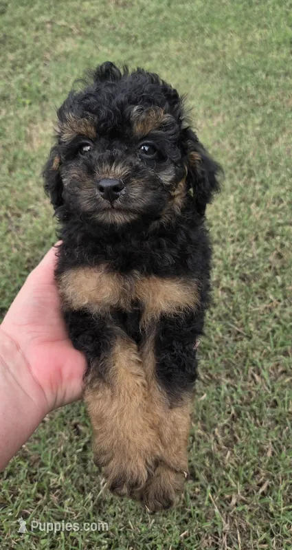Dudley  – Miniature Aussiedoodle puppy for sale in Wills Point, TX