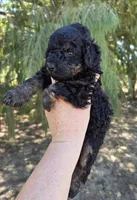 Duke, a male Miniature Aussiedoodle for sale in Wills Point, TX – 2 of 3