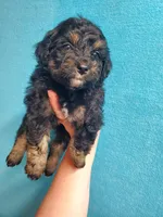 Reese, a female Miniature Aussiedoodle for sale in Wills Point, TX – Photo 3 of 7