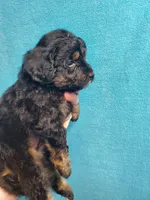 Reese, a female Miniature Aussiedoodle for sale in Wills Point, TX – Photo 4 of 7