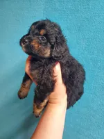 Reese, a female Miniature Aussiedoodle for sale in Wills Point, TX – Photo 5 of 7