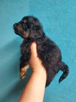 Reese, a female Miniature Aussiedoodle for sale in Wills Point, TX – Photo 2 of 7