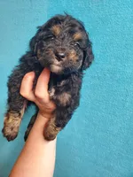 Reese, a female Miniature Aussiedoodle for sale in Wills Point, TX – Photo 6 of 7