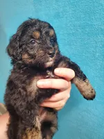 Reese, a female Miniature Aussiedoodle for sale in Wills Point, TX – Photo 1 of 7