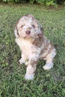 Cinnamon , a female Miniature Aussiedoodle for sale in Wills Point, TX – 5 of 7