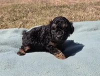 Dudley , a male Miniature Aussiedoodle for sale in Wills Point, TX – 3 of 5