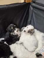 processed/b5793c85-8e0b-4740-87c0-dd175e3ca4d8/listing/67ac04d5-d2d4-48f9-8651-ab566f6bea4b/737ebd32-5e73-40d9-8b58-692c58ef9cff