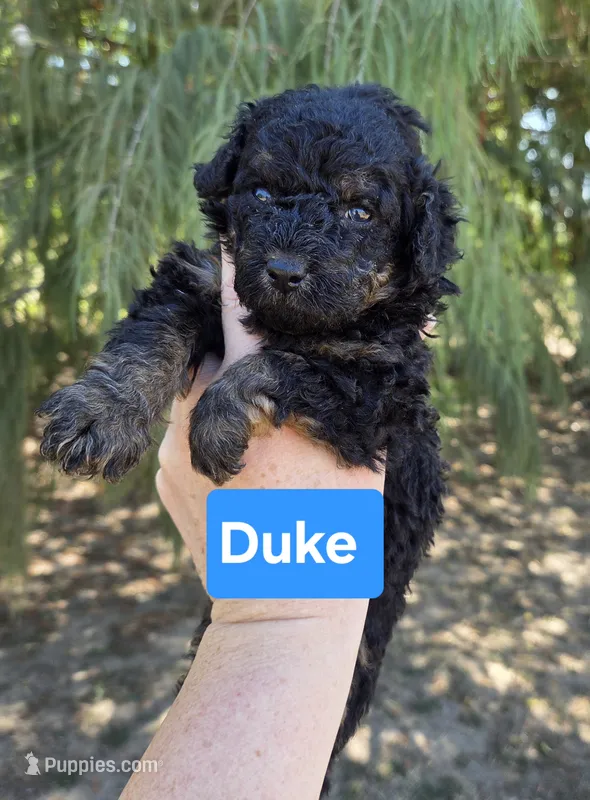 Duke – Miniature Aussiedoodle puppy for sale in Wills Point, TX