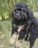 Deputy , a male Miniature Aussiedoodle for sale in Wills Point, TX – 3 of 9