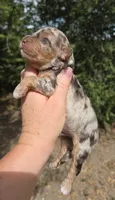 Duncan, a male Miniature Aussiedoodle for sale in Wills Point, TX – 8 of 9
