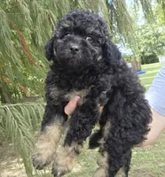 Deputy , a male Miniature Aussiedoodle for sale in Wills Point, TX – 2 of 9
