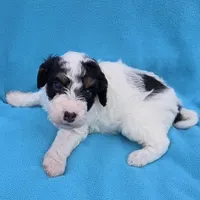 Banjo, a male Miniature Aussiedoodle for sale in Wills Point, TX – Photo 8 of 10