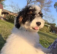 Banjo, a male Miniature Aussiedoodle for sale in Wills Point, TX – 4 of 10